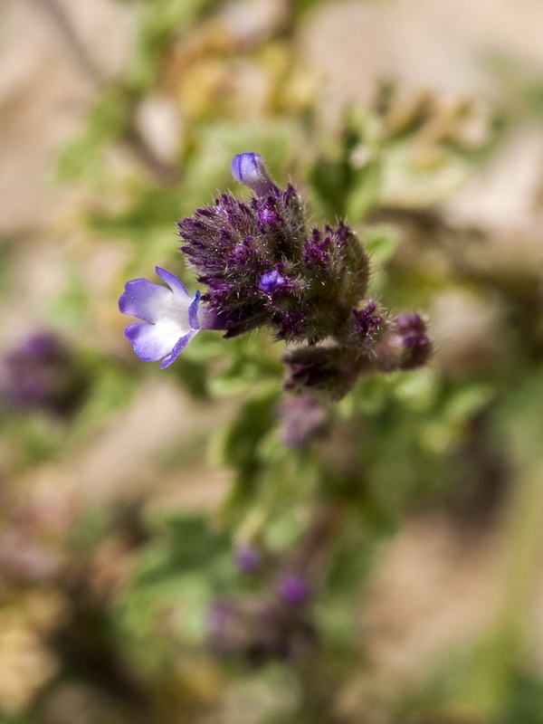 Verbena supina.15