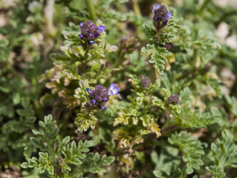 Verbena supina.16