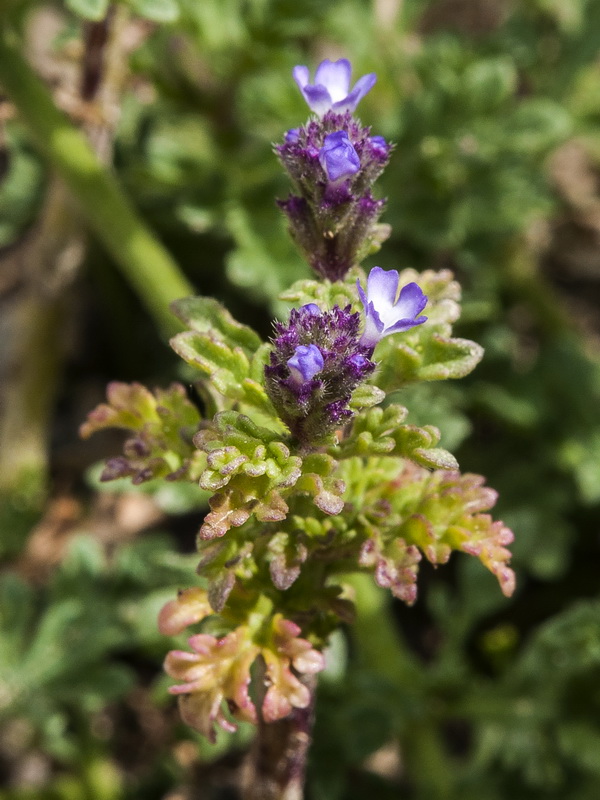Verbena supina.17