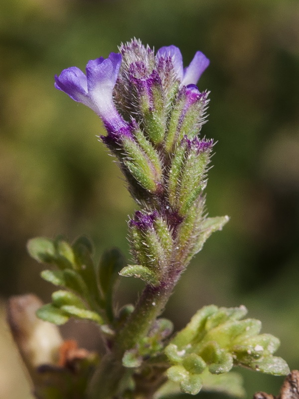 Verbena supina.19