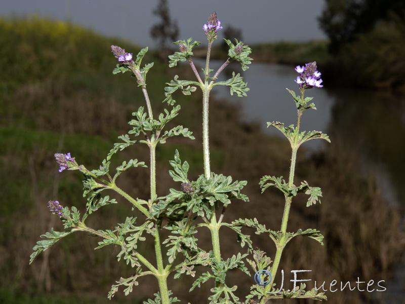 Verbena supina.21