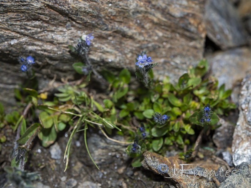 Veronica alpina.01