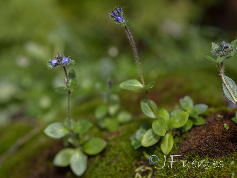 Veronica alpina.02