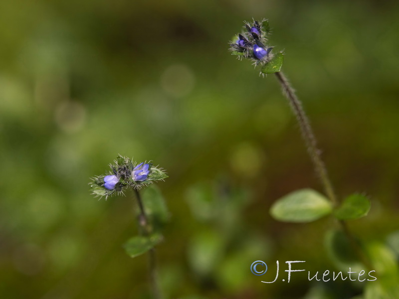 Veronica alpina.05