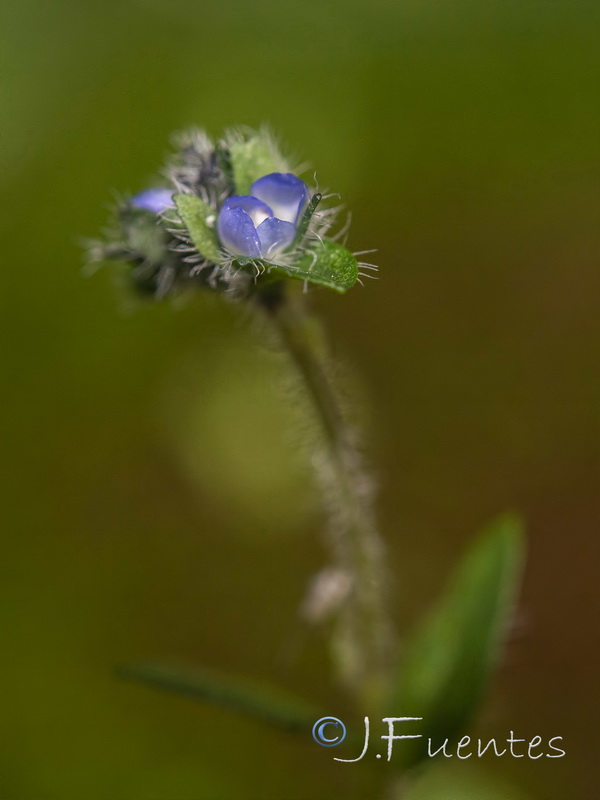 Veronica alpina.06