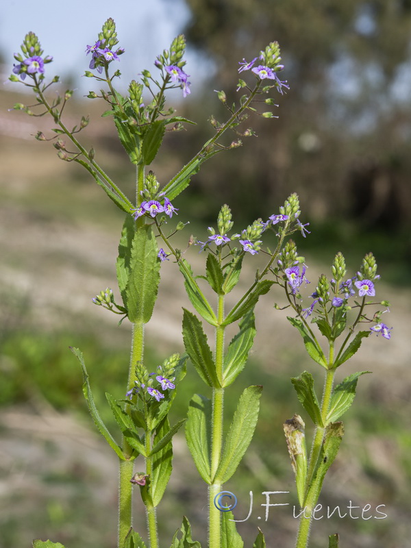 Veronica anagallioides.01
