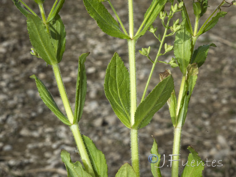 Veronica anagallioides.03