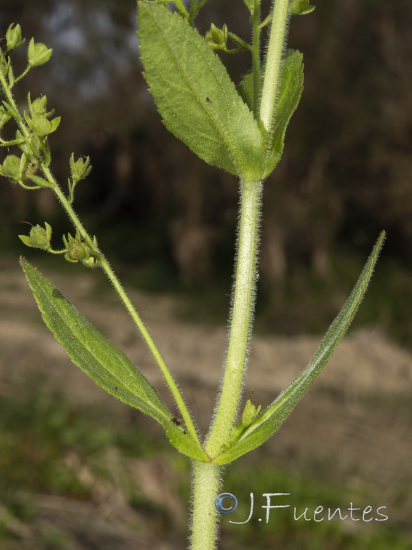 Veronica anagallioides.04