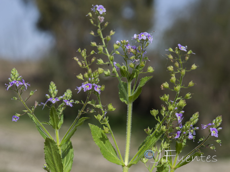 Veronica anagallioides.05