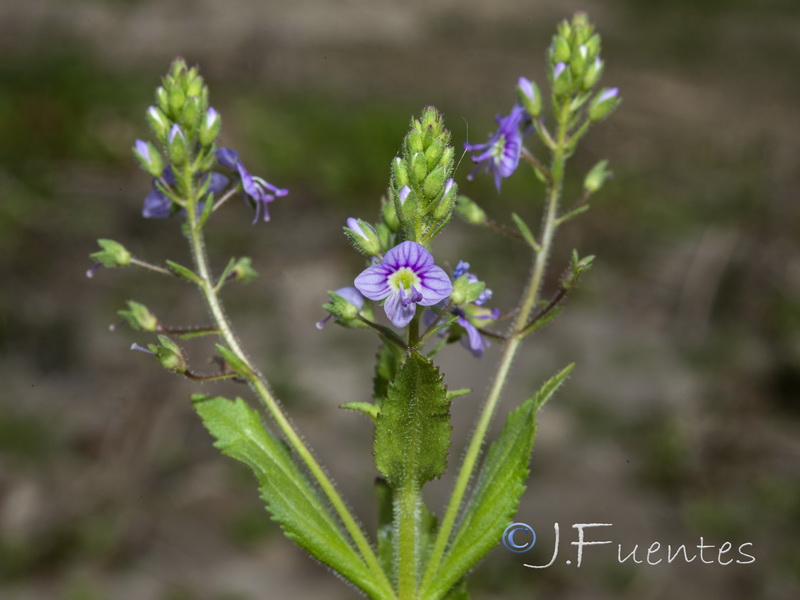 Veronica anagallioides.06