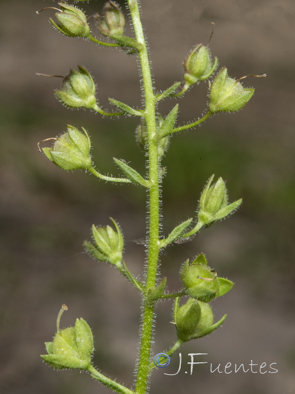 Veronica anagallioides.09