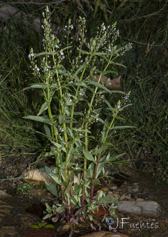 Veronica anagallioides.28