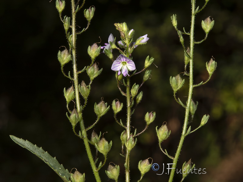 Veronica anagallioides.31