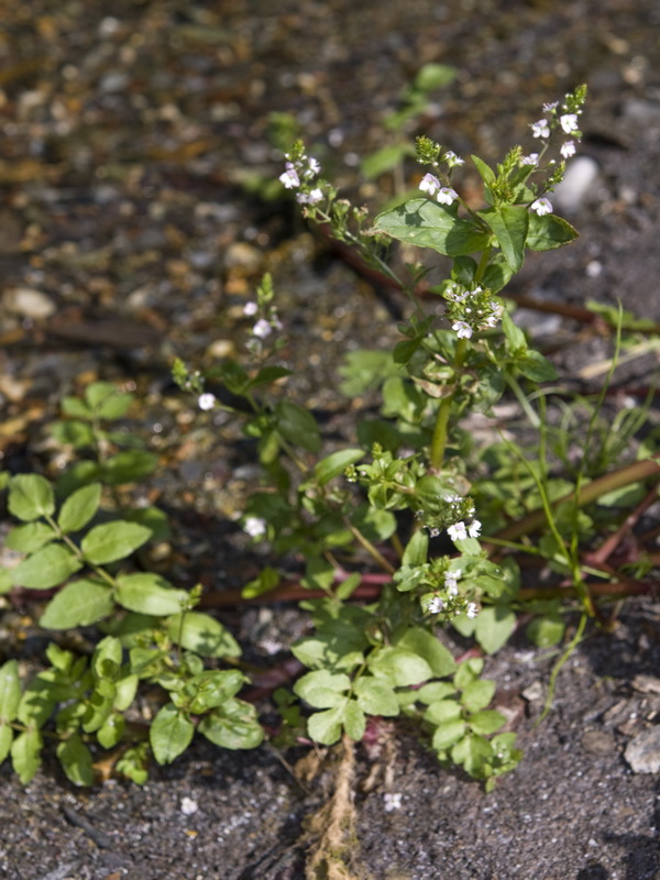 Veronica anagallis aquatica anagallis aquatica.01