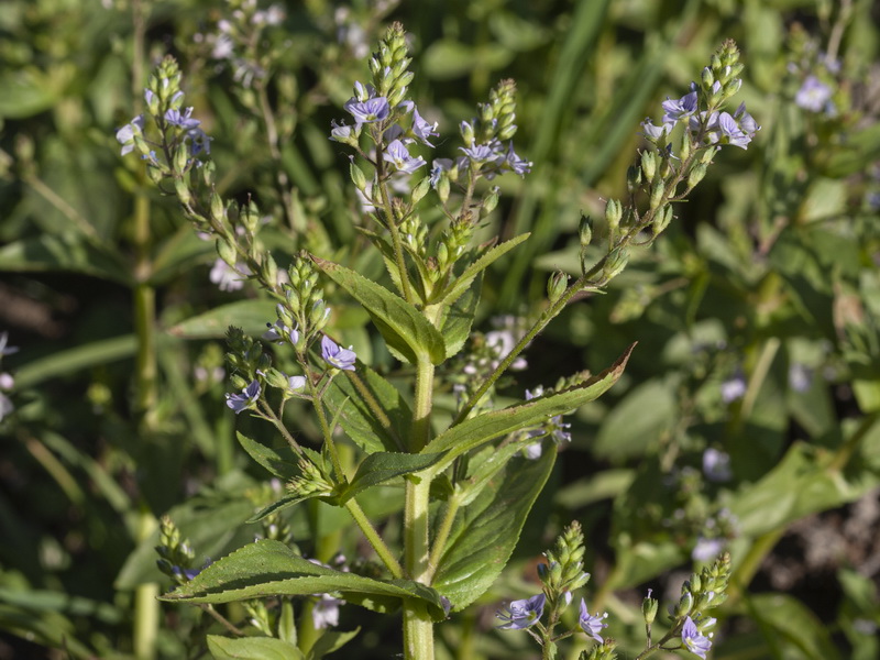 Veronica anagallis aquatica anagallis aquatica.03