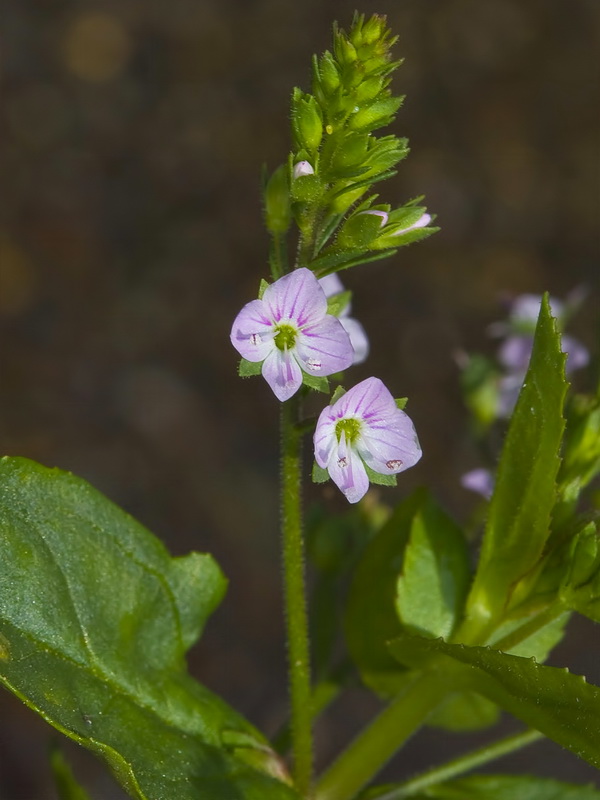 Veronica anagallis aquatica anagallis aquatica.07