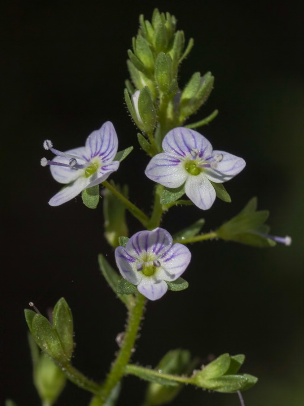 Veronica anagallis aquatica anagallis aquatica.15