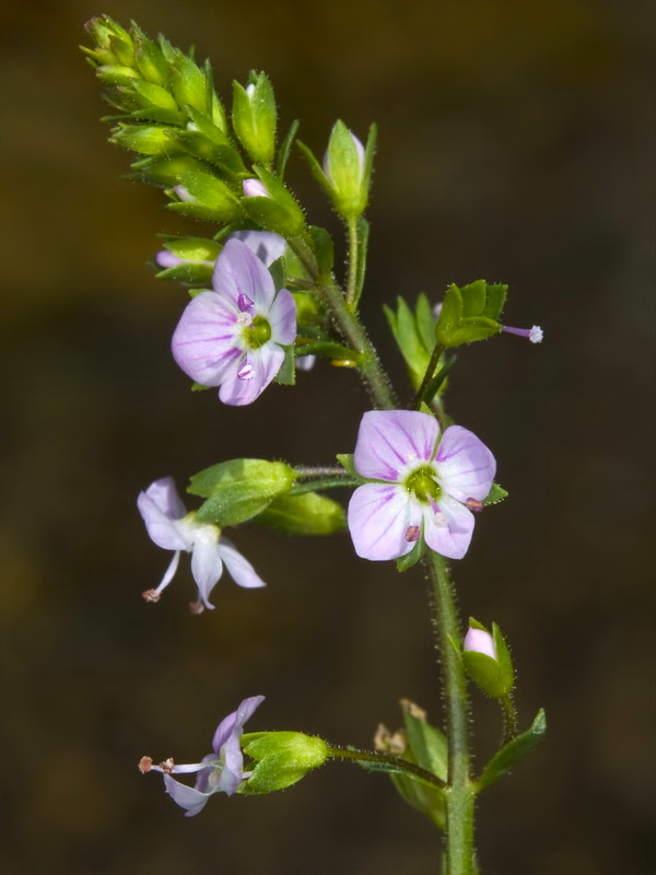 Veronica anagallis aquatica anagallis aquatica.17