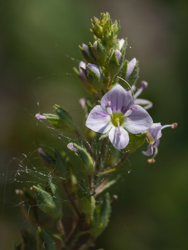 Veronica anagallis aquatica anagallis aquatica.20