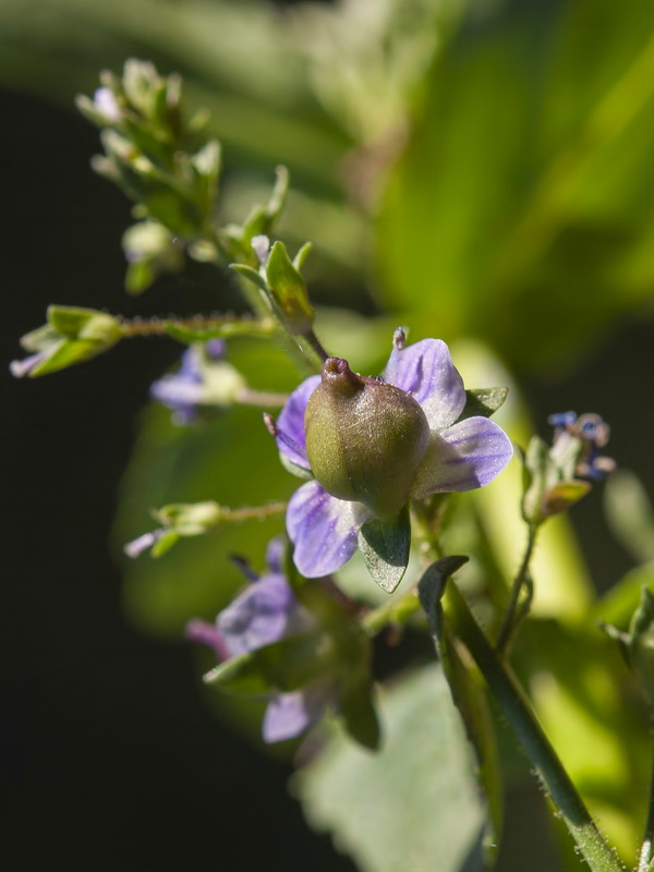 Veronica anagallis aquatica anagallis aquatica.21