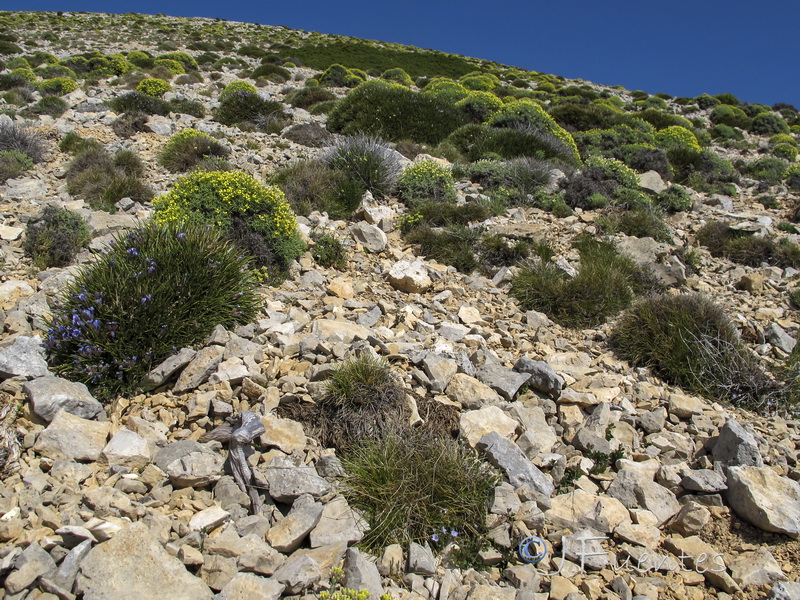 Veronica aragonensis.01