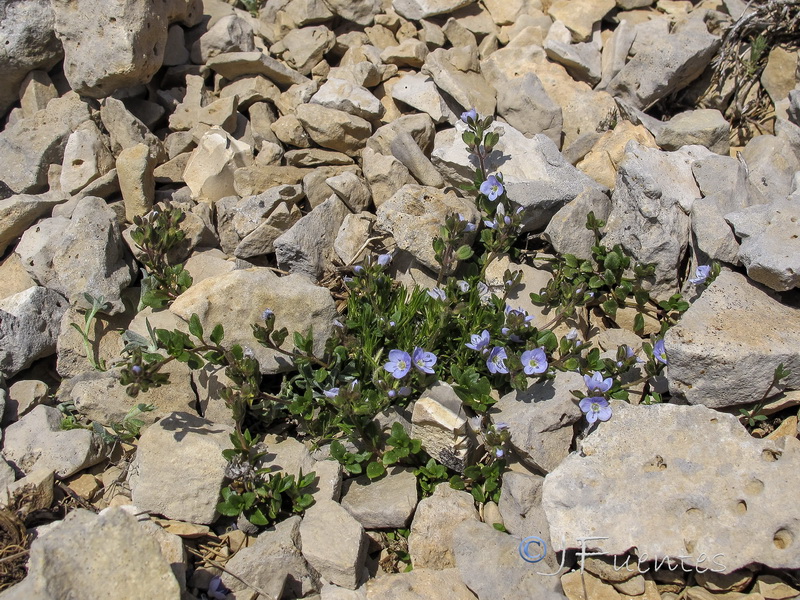 Veronica aragonensis.02