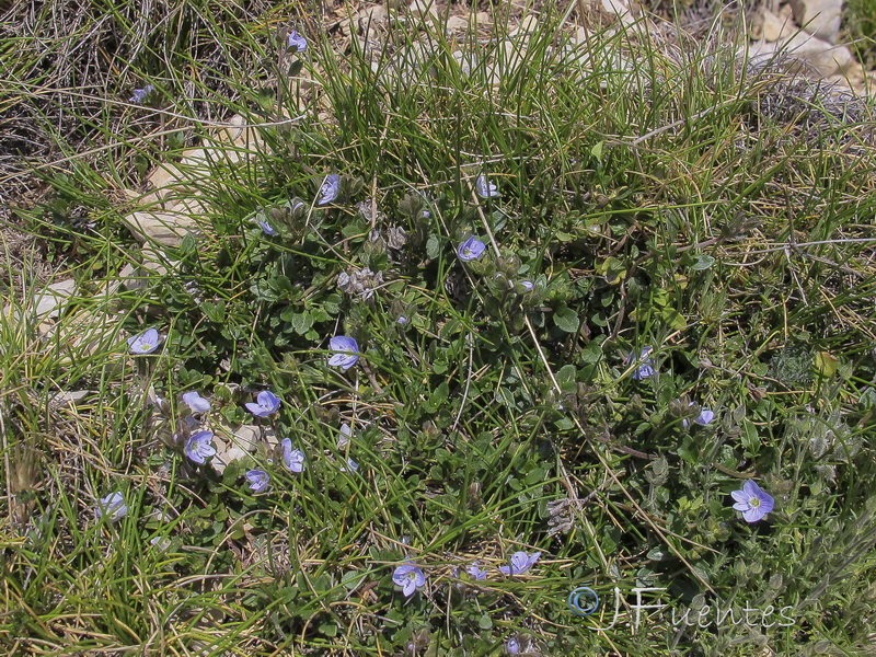 Veronica aragonensis.03