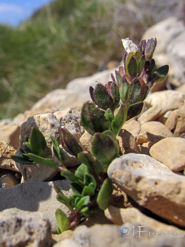 Veronica aragonensis.04