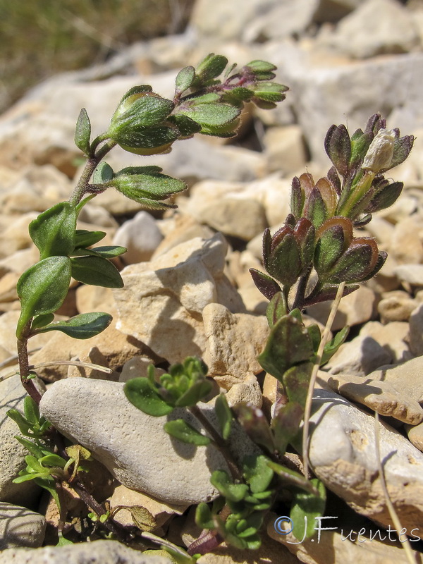 Veronica aragonensis.05