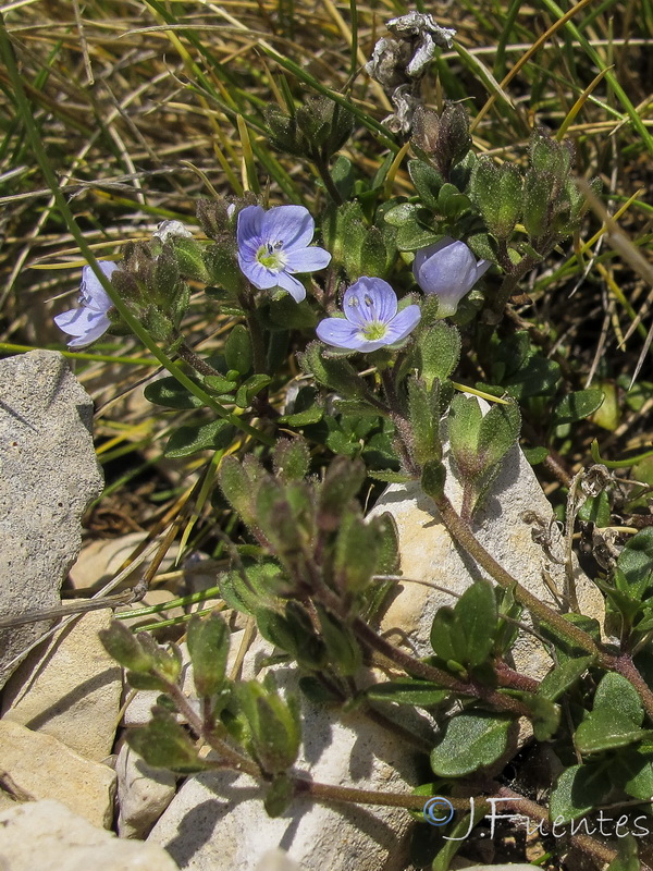 Veronica aragonensis.08