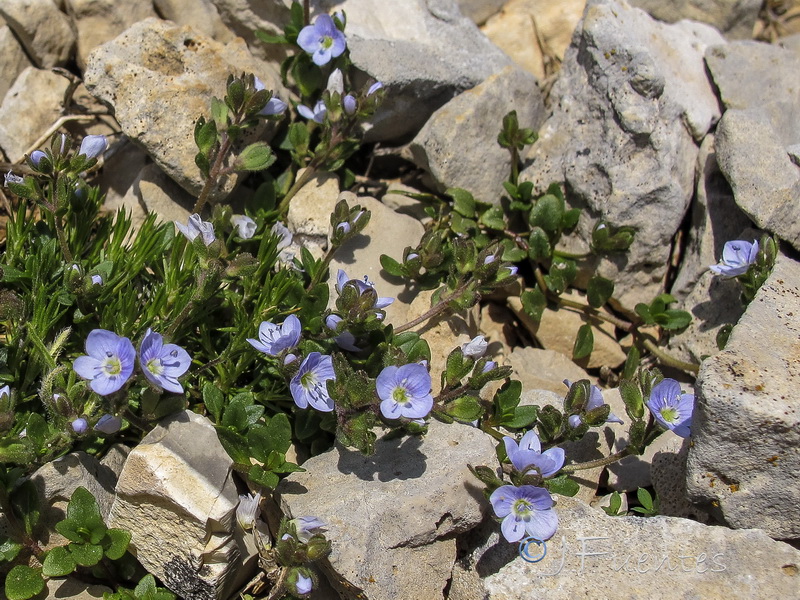 Veronica aragonensis.09