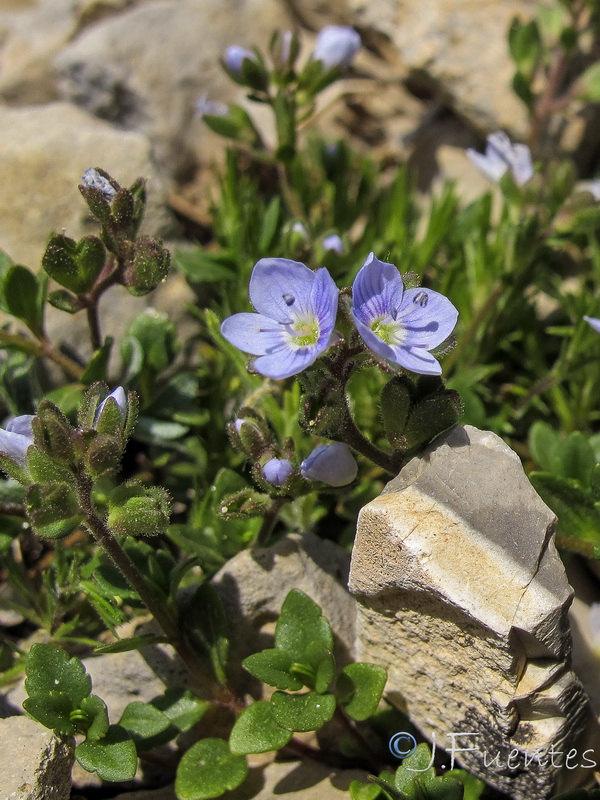 Veronica aragonensis.10