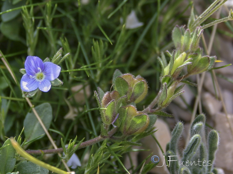 Veronica aragonensis.11