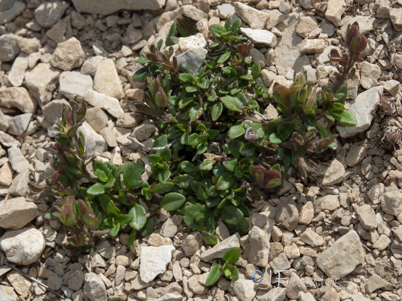Veronica aragonensis.12