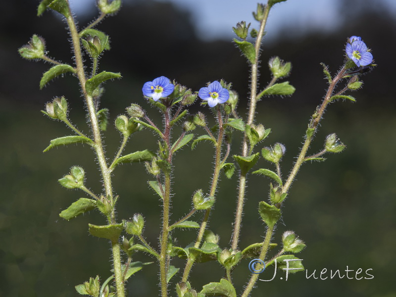 Veronica arvensis.04