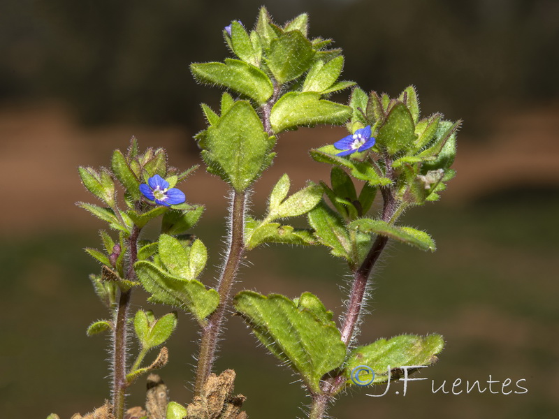 Veronica arvensis.05