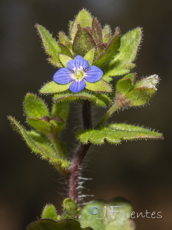 Veronica arvensis.06
