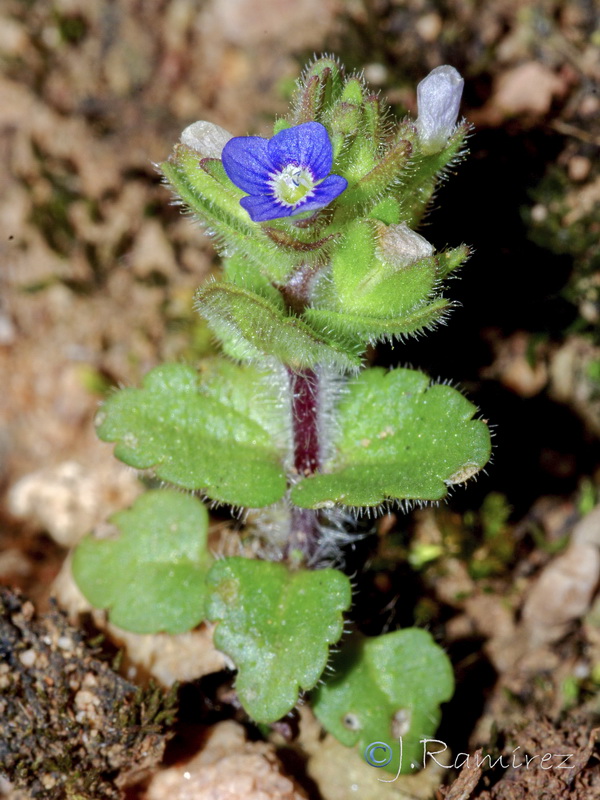 Veronica arvensis.09