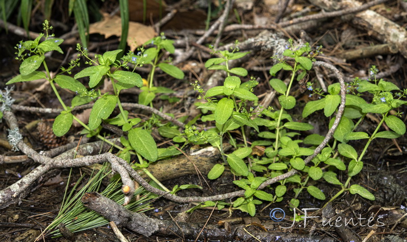 Veronica beccabunga beccabunga.01