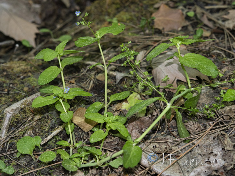 Veronica beccabunga beccabunga.02