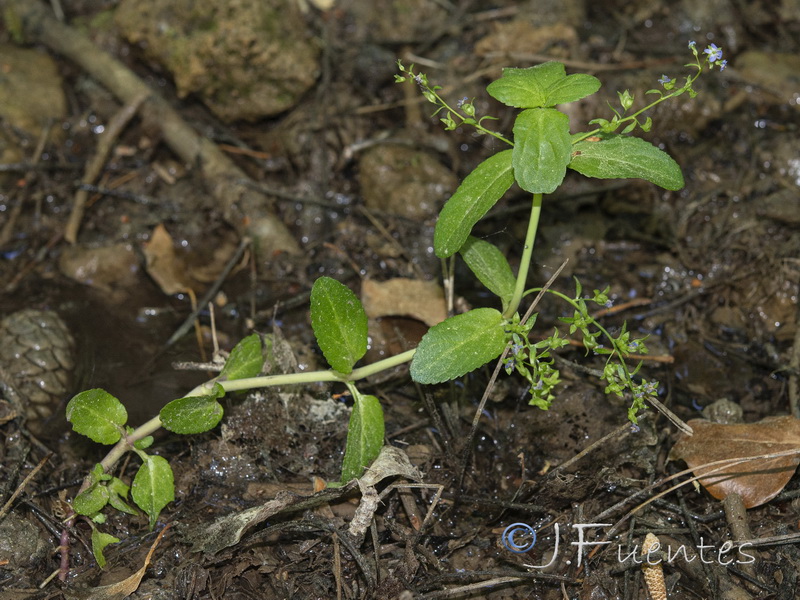 Veronica beccabunga beccabunga.03