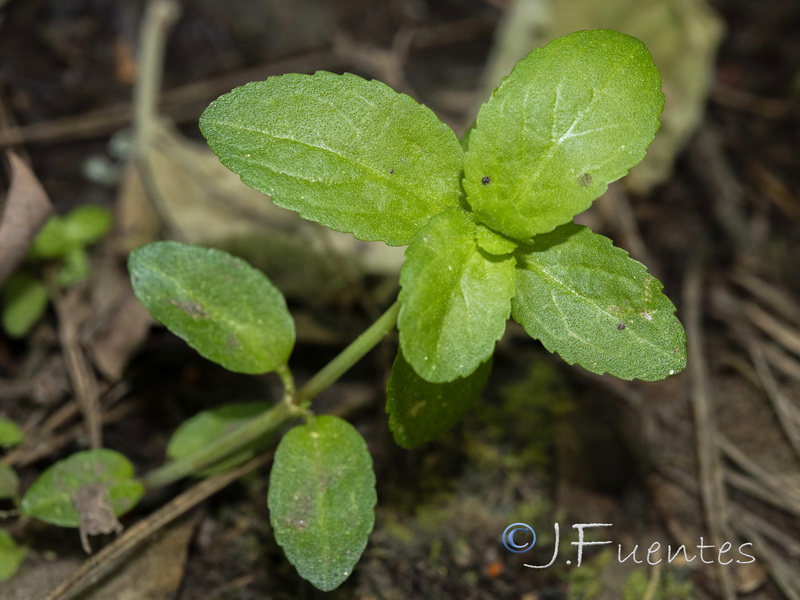 Veronica beccabunga beccabunga.04