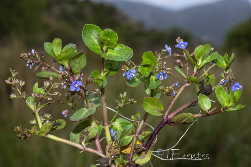 Veronica beccabunga beccabunga.07