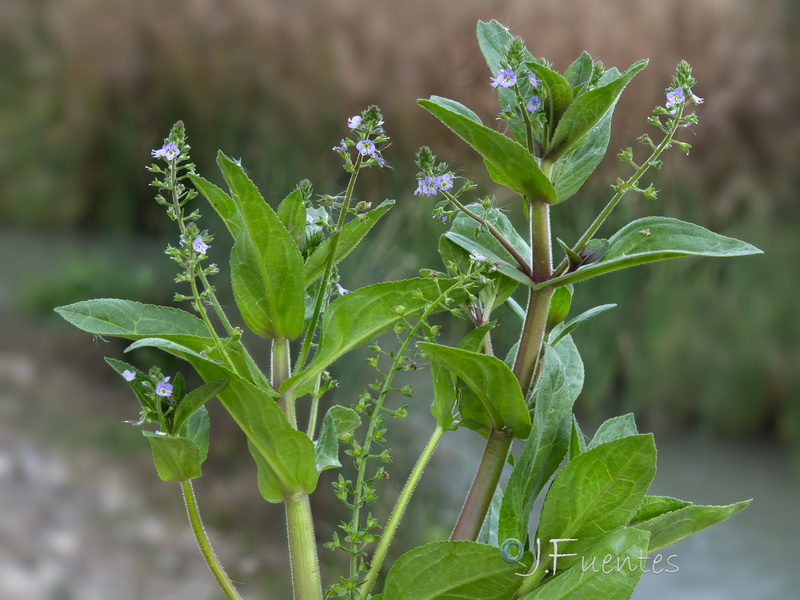 Veronica catenata 2.01