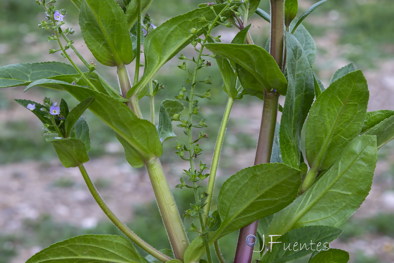 Veronica catenata 2.02
