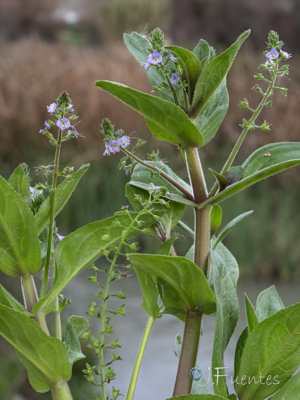 Veronica catenata 2.03
