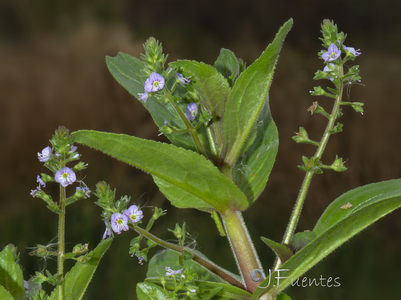 Veronica catenata 2.04