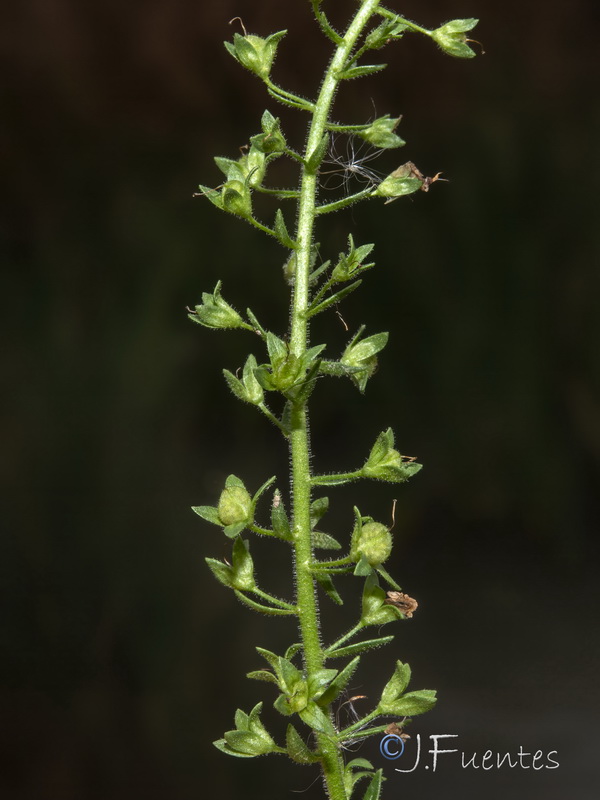 Veronica catenata 2.05