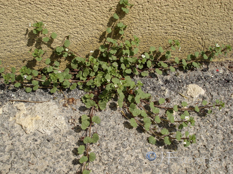 Veronica cymbalaria.01