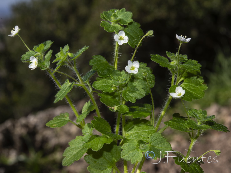 Veronica cymbalaria.03
